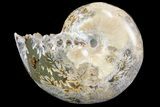 Polished, Agatized Ammonite (Phylloceras?) - Madagascar #149241-1